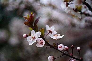 消息称任天堂已将Switch2开发包发给重要合作方